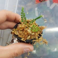 Image result for Asplenium hypomelas