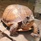 Turtles, Reptiles & Amphibians