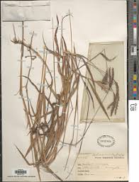 Image result for Microstegium fasciculatum