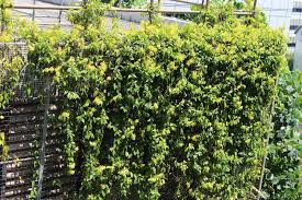 Image result for Tristellateia