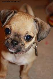 Bailey K Chug Chihuahua Pug Mix As A Puppy Chihuahua Pug Mix Pug Mix Puppies