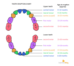 Curious Baby Teeth Growth Chart Baby Teething Chart Symptoms