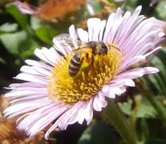 Maintain culture, boost morale and promote core values. Why Do Bees Need Nectar And Pollen