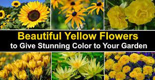 Just make sure you take her to hawaii one day. Types Of Yellow Flowers Plants That Give Stunning Color To Your Garden
