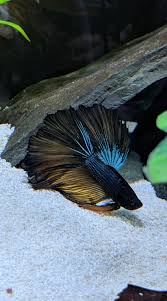 · here is a lovely mustard gas. My New Mustard Gas Betta Dijon Bettafish