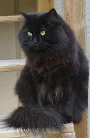 Black And White Cat With Gold Eyes Pin By Emily Carter On Forever Cats Fluffy Black Cat Cute Cats Photos Cool Cats