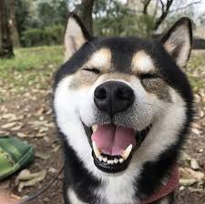 Black And Tan Shiba Inu For Sale Uk Shiba Noir Et Feu Content Tire De L Instagram Shiba Snap La Paradis Pour Tous Les Fans De Shiba Inu Goodies Shiba Inu Puppy Shiba Puppy Shiba Inu Black