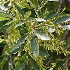 Image result for Premna velutina