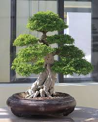 A flowering succulent with a bulbous base, that makes it look like a bonsai from the very beginning. Bonsai Trees For Beginners Teaches The Art Of Bonsai Www Bonsai Trees For Beginners Org Flowering Bonsai Tree Bonsai Tree Indoor Bonsai