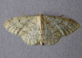 Image result for Idaea biselata