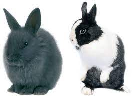 Que faire de son lapin mort. Comment Identifier Et Corriger Les Comportements Anormaux Du Lapin