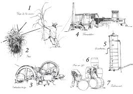 La Fabrication Du Rhum En 6 Dessins Rhum Carnets De Voyage Dessin