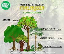 Hutan hujan tropika meliputi hanya 12% daripada jumlah kawasan dunia. Facebook