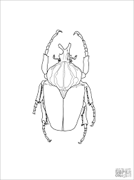 Simply do online coloring for stag beetle species coloring pages directly from your gadget, support for ipad, android tab or using our web feature. Beetles Coloring Pages Coloringbay