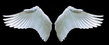 Free poster or art print of 1499. Royalty Free Angel Wings Photos Free Download Pxfuel