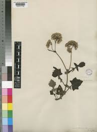 Image result for Solanecio