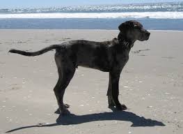 Where can i buy an irish wolfhound puppy? List Of Great Dane Mix Breed Dogs