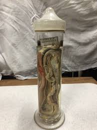 解剖標本 ホルマリン漬け ガラス瓶 蛇 へび 脊椎動物 爬虫類 理科 博物系アンティーク ジャンク