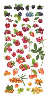 Fresh Berries Vector Illustration On Behance Strawberry Fruit Blackberry Juicy Berry Fresh Illustrati Fruit Illustration Illustration Strawberry Drawing