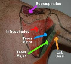 Just below the anatomic neck are the greater and lesser tuberosities, where the muscles of the rotator cuff attach to. Self Muscle Massage Pt 13 Posterior Shoulder Anatomie Anatomie Und Physiologie Handtherapie