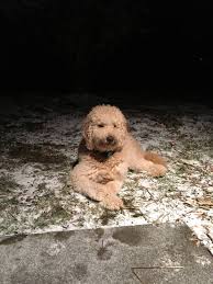 F1b Too Much Poodle Goldendoodles