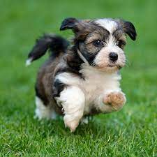 All adults are ofa certified with champion bloodlines. Find Havanese Breeders Puppies For Sale In California