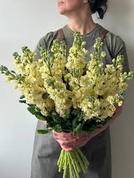 Image result for Matthiola