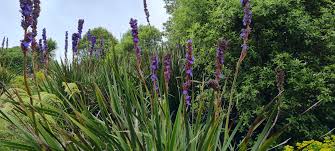 Image result for Aristea