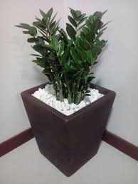6 plantas en las estufas. Pidecmar 10 Plantas Para La Decoracion De Tu Oficina