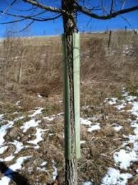 Maybe you would like to learn more about one of these? Tree Shelters Are They Worth It And If So When Should They Be Removed Getting More On The Ground