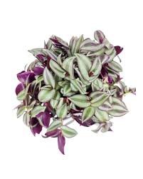 Image result for Tradescantia zebrina