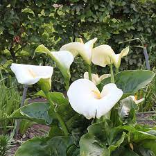 We did not find results for: Calla Lily Giant White