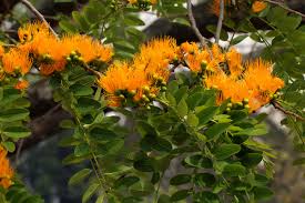 Image result for Cordyla