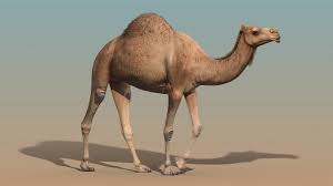 Camels have many adaptations that allow them to live why do camels have long eyelashes? Camel Walk Cycle Animation Youtube
