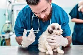 Check spelling or type a new query. Understanding Puppy Shots The Vaccinations Your New Pup Will Need In Their First Year Daily Paws