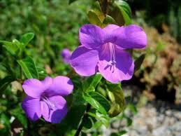 Image result for Barleria rotundifolia