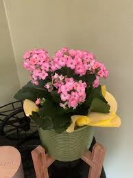 Image result for Kalanchoe latisepala