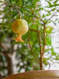 Symptoms of these allergies include itching, swelling, irritation in the throat, stomach pain, and hives. Pomegranate Growing Caring For Pomegranate Plants In Containers