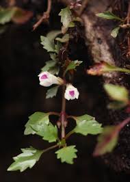 Image result for Stemodiopsis