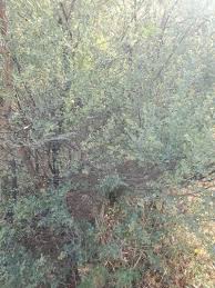 Image result for Indigofera pulchra