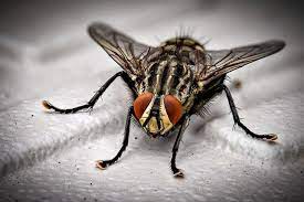 We did not find results for: How Long Do Flies Live On Average Synergy