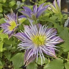 This enchanting clematis will delight garden visitors with showy purple blooms. Crystal Fountain Clematis Jackson Perkins