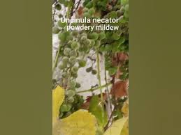 Image result for Uncinula necator