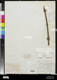 Image result for Tapinanthus forbesii