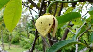 Image result for Annonaceae