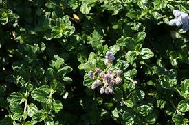 Horizontalis 'yankee point' carmel mountain lilac 'yankee point' is a dense, uniform groundcover which requires little care. Ceanothus Griseus Usa Eflora Of India