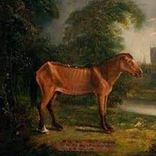 Old Billy The Oldest Horse To Ever Live Posts Facebook