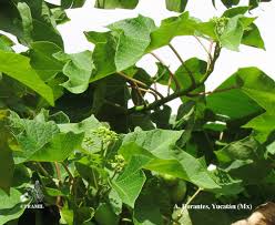 Image result for Jatropha curcas
