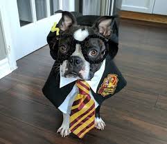 170 Harry Potter Dog Names Magical Dog Names Inspired By Harry Potter The Paws