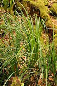 Image result for Costularia